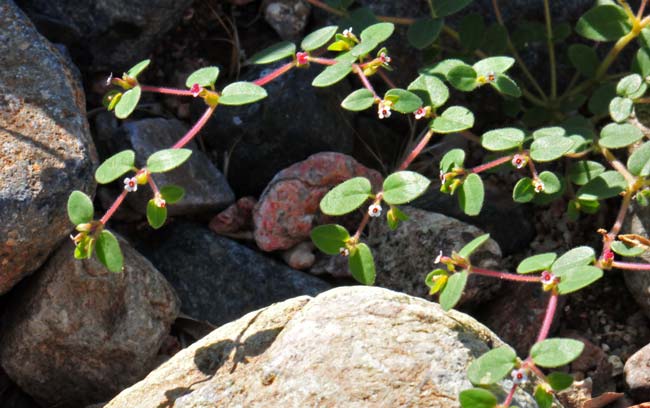 Chamaesyce arizonica, Arizona Sandmat, Southwest Desert Flora